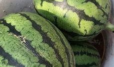 庞各庄吃瓜,一场别开生面的吃瓜盛宴