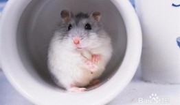 仓鼠可以吃白瓜嘛,白瓜是否适合作为仓鼠的美食？