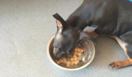 小鹿犬吃瓜,小鹿犬的瓜田奇遇记