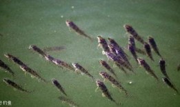 小鱼喜欢吃瓜,揭秘小鱼的最爱美食