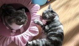 校园吃瓜猫,揭秘校园里的那些“瓜”