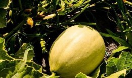 刺痛吃瓜,揭秘娱乐圈背后的真相与八卦