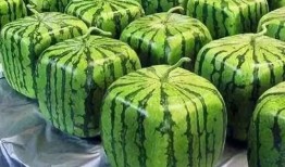 永久吃瓜,永久吃瓜，见证明星幕后风云