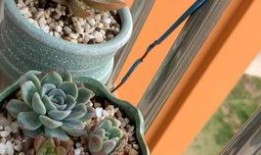 旺财吃瓜吃瓜 朋友圈