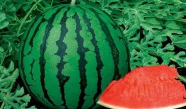 涛子吃昆明瓜,探寻地道美食的味蕾冒险