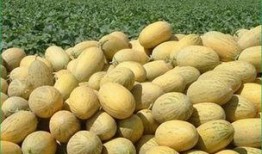 鸡蛋吃后可以吃哈密瓜,营养互补的完美搭配