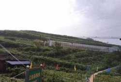 雷山吃瓜事件,一场引发社会热议的网络狂欢