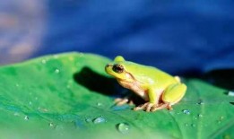 梦见青蛙吃小瓜,青蛙与瓜果的奇幻对决