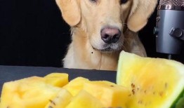 网传黄毛吃瓜,网络热议背后的真相与反思