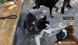 熊吃瓜目瞪口呆,目瞪口呆，一场意想不到的瓜界奇观