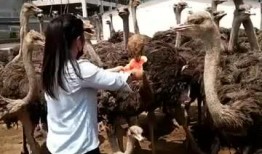 吃鸵鸟瓜,一场味蕾与自然的邂逅