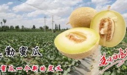 怎么吃民勤瓜,解锁美味新体验