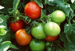 番茄小说吃瓜剧情,吃瓜群众背后的秘密风云