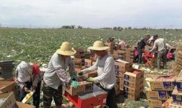 吐鲁番吃瓜群众事件,一场关于瓜农权益的全民热议