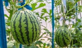 重庆高温吃瓜,重庆夏日高温下的清凉“瓜”事