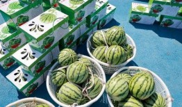 新疆吃瓜搭子,吃瓜搭子欢乐集结