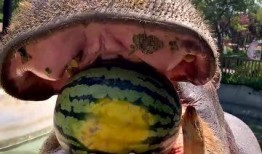 河马君带你吃瓜,揭秘娱乐圈那些事儿