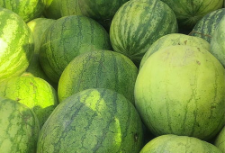 喜欢吃籽瓜,探寻美味籽瓜的独特魅力