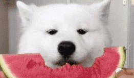 熊吃瓜目瞪口呆,目瞪口呆，一场意想不到的瓜界奇观