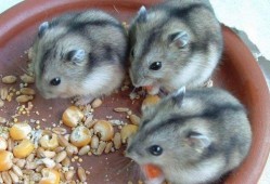 仓鼠可以吃白瓜嘛,白瓜是否适合作为仓鼠的美食？