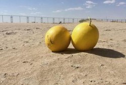 绿洲时间吃瓜,瓜田里的欢乐时光