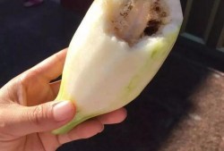 萧山区吃瓜,瓜果飘香，品味生活新风尚