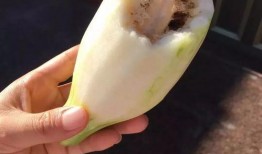 萧山区吃瓜,瓜果飘香，品味生活新风尚