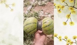 吃双瓜腰疼吗,揭秘夏日饮食健康陷阱