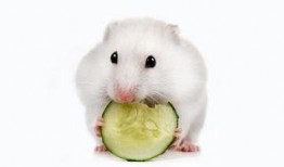 仓鼠吃瓜盆,瓜盆里的仓鼠美食时光