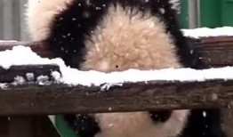 吃瓜的小熊喵,揭秘娱乐圈那些事儿