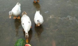 吃瓜鸭狗头,揭秘娱乐圈的欢乐与争议