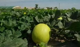 怎么吃民勤瓜,解锁美味新体验