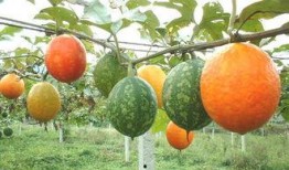 博白吊瓜怎么吃,美味多汁，轻松享用的健康佳品