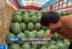 吃瓜自由水晶瓜