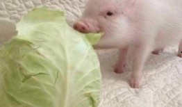 道具吃瓜猪咩咩,揭秘神秘道具背后的故事