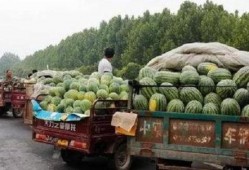 公路车路边吃瓜,悠闲吃瓜，感受骑行生活之美