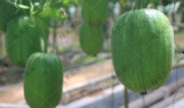 嫩瓜种子怎么吃,探索创意烹饪新境界