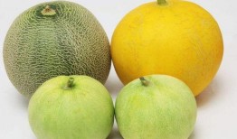 吃瓜齁到嗓子了,回味无穷，齁到嗓子眼儿的甜蜜诱惑