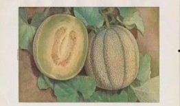 静冈吃瓜,探寻日本静冈的甜蜜秘密