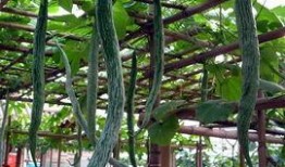 蛇瓜的皮可以吃吗,可食用之谜揭秘