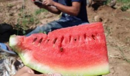 墩墩吃的什么瓜,探寻夏日美味瓜果的秘密