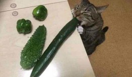 猫咪可以吃刺梨瓜吗,营养与安全的探讨