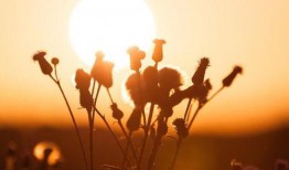 吃瓜温言,揭秘娱乐圈幕后故事