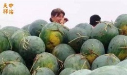 魏县南市场吃瓜,夏日吃瓜盛宴，品味生活百态