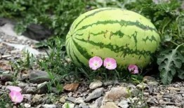 冰水面吃瓜,夏日消暑新风尚