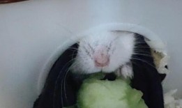 仓鼠吃瓜盆,瓜盆里的仓鼠美食时光