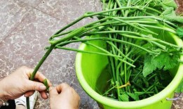 专吃苗的瓜,专吃苗的瓜的独特魅力