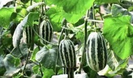 吃的若瓜,探寻独特风味与营养的秘密