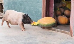 给猪吃的瓜,探寻猪食瓜的独特魅力