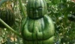 吃最有趣的瓜,盘点那些让人捧腹大笑的趣味瓜界风云